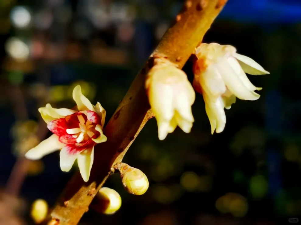 Spring Flowers Bloom This Winter In Beijing