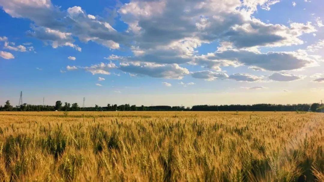 The Wheat Waves Are Stunningly Beautiful! Come to BMC to Admire the Bumper Harvest Scenery and Capture the Golden Fields in Photos!