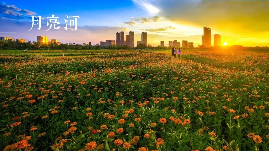 Behold! BMCs Spectacular Sea of Flowers Through the Len